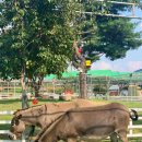 지리마을축산 이미지