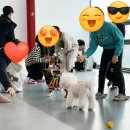 멍블리 애견카페 이미지