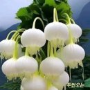 사랑모아 의료기 Daum카페