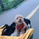 펫 어디가시개 | 애견동반 호캉스_반려견과 함께한 레스케이프 후기 (체크인/체크아웃 꿀팁)