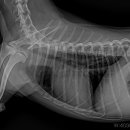 닥터펫 동물의료센터 이미지
