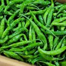 첫수확~ 햇 밤고구마 // 강원도 산골 홍고추 // 싱싱 가시오이 // 꽈리고추, 오이맛고추 이미지