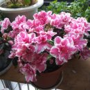 아젤리아 이미지