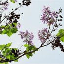 오동나무꽃 이미지
