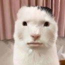 딩딩