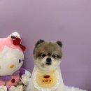 뭉블리 이미지