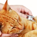 토비동물병원 이미지