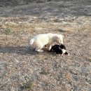 강아지와고양이 Daum카페