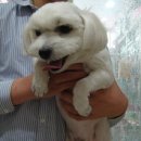 늘사랑동물병원 이미지