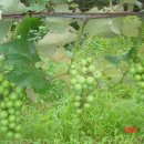 영 농장 이미지