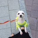 도그스푼 이미지