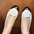 까멜리아 이미지