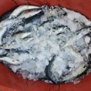 까사콩새 이미지