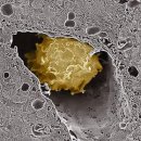 프레비스 이미지