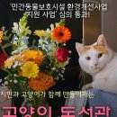 제주고양이