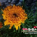 메리골드 이미지