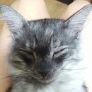 도담캣 네이버블로그