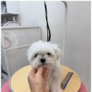 도그살롱 이미지