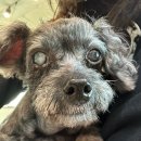 청담눈초롱안과동물병원 이미지