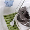 The빛나개 이미지