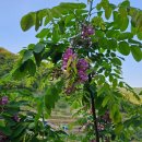 야생화정원펜션민박 이미지