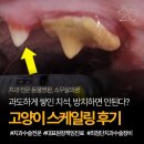 고양이 스케일링 발치 후기, 치석과 치아 손상이 심했던 치료 사례