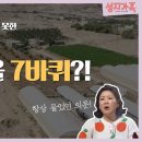 삭개오가 올라간 나무는 뽕나무인가 돌무화과 나무인가.쉬무엘 살롬!! 이미지