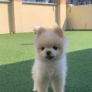 슈라즈하우스 이미지