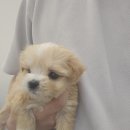 댕댕프렌즈 이미지