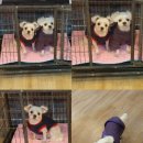 금비펫살롱 이미지