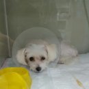 24시프라임동물병원 이미지