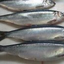 What are the best fish to eat for health? 이미지