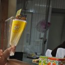 배내골사과정보화마을 | 광양 매화마을 강아지 동반, 주차 - 바닐라와 함께한 신년의 봄