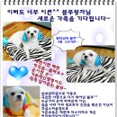 루 Daum카페