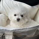 개 in 살롱 이미지