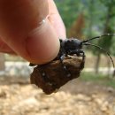 충북알프스자연휴양림 이미지