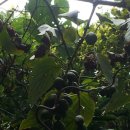 다래실천 이미지