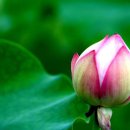 향기로 여는 마음의 문 이미지