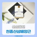 천종산삼배양근 효능 비교 산삼온진 기력 보충 후기