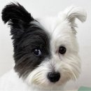 영이언니네 이미지