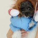 코스튬 | 쿠팡 강아지 처키 코스튬 후기｜후추의 픽🐶 만원으로 완성한 할로윈룩🎃