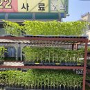 한일종묘농약사 이미지