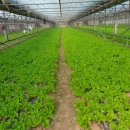 김순화농장 이미지