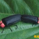 이시돌쉼터 이미지