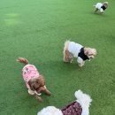 걱정마시개 애견유치원 네이버블로그