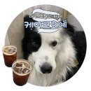 오예 | 대구✧ 베리가 있는 동성로/반월당 애견동반 카페 케이크오예 내돈내산 솔직 후기
