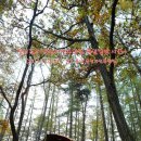 용인자연휴양림4 이미지