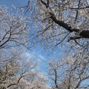 문화가 있는 날 [함께 걷는 공연 나들이] 5회차 조선으로 간 EDM | 영암 왕인문화축제 실시간 벚꽃 상황 &amp; 티니핑 공연 후기! 훌쩍 커버린 아이와 낭서고택에서의 재회