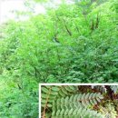 푸른 홈 태양광발전소 이미지