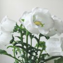 꽃;그레이스 이미지